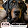 RICCO möchte dir sein Herz schenken