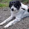 Lieber Sealy♥ sucht sein Heim