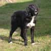 Lilly - Familienglück gesucht