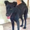 Liebenswerter Bosco sucht Familie