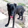 Liebenswerter Bosco sucht Familie