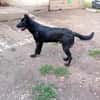 Liebenswerter Bosco sucht Familie