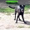 Liebenswerter Bosco sucht Familie