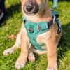 Aron sucht ein Zuhause