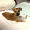 Aron sucht ein Zuhause