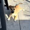 Aron sucht ein Zuhause