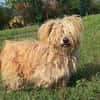 Liebenswerter Pami sucht Familie