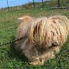 Liebenswerter Pami sucht Familie