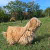 Liebenswerter Pami sucht Familie