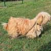 Liebenswerter Pami sucht Familie
