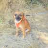 Bambi sucht ein Zuhause