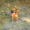 Bambi sucht ein Zuhause