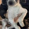 Kurti sucht Dich / 82284