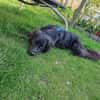 Freundl. NONO sucht liebe Familie