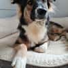 Bernie sucht ein Zuhause