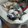 Bernie sucht ein Zuhause