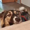 Bernie sucht ein Zuhause