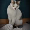 Mia  Ruhige Katzendame sucht Zuhause