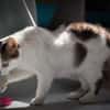 Mia  Ruhige Katzendame sucht Zuhause