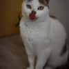 Mia  Ruhige Katzendame sucht Zuhause