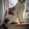 Mia  Ruhige Katzendame sucht Zuhause