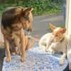Teddy3 sucht ein Zuhause