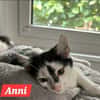 4 zahme geimpfte Kitten