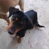 Liebenswerter Soma sucht euch