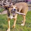 Sky - ist verträglich mit Hund & Katze
