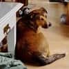 Sky - ist verträglich mit Hund & Katze