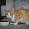 Marco  verspielter Jungkater sucht!