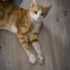 Marco  verspielter Jungkater sucht!