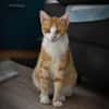 Marco  verspielter Jungkater sucht!