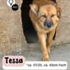 Sanfte TESSA sucht DICH