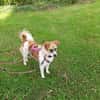 Vicky sucht ein neues Zuhause