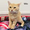 Milo