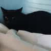 MINOUCHA