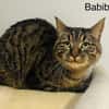 Babibel