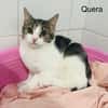 Quera