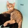 Tika