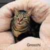 Gnocchi