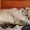 choupette