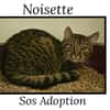 NOISETTE(Réservé)