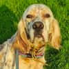 alf