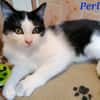 Perl