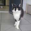 UBERT (adoption en cours)