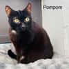 Pompom