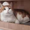 TITOU