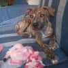 IKO, chiot mâle Berger Créole