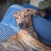 IKO, chiot mâle Berger Créole